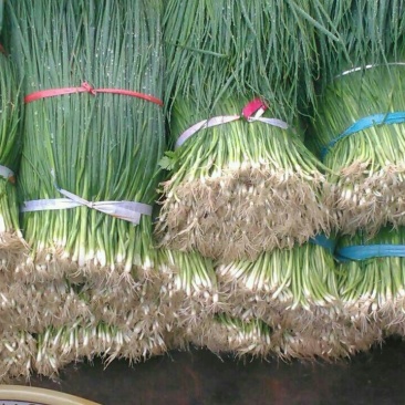 四季小葱50~55cm