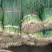 四季小葱50~55cm