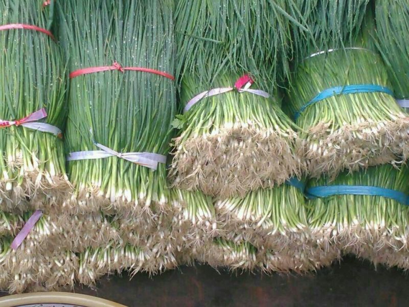 四季小葱50~55cm