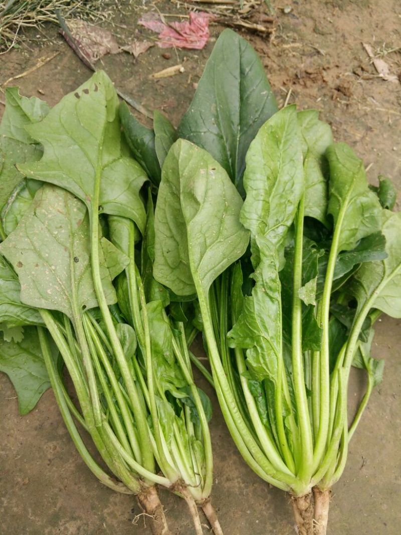 大叶菠菜35~40厘米