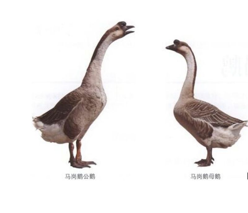 马岗鹅苗250g