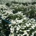 菊花茶