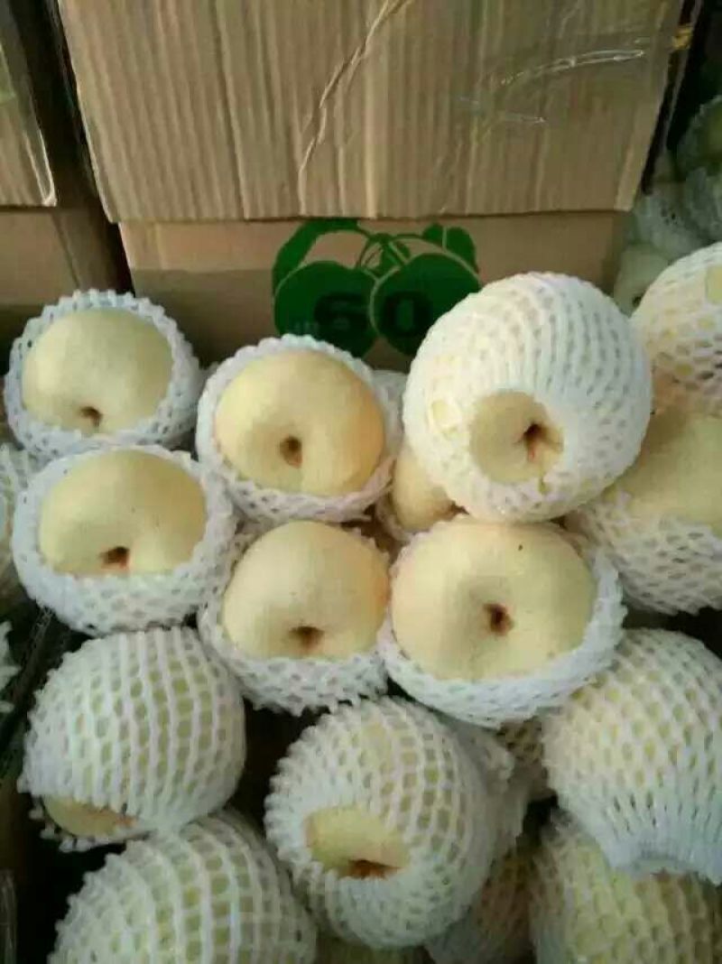砀山梨250~300g纸袋