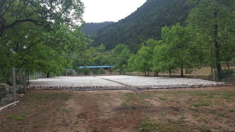 干木耳特级