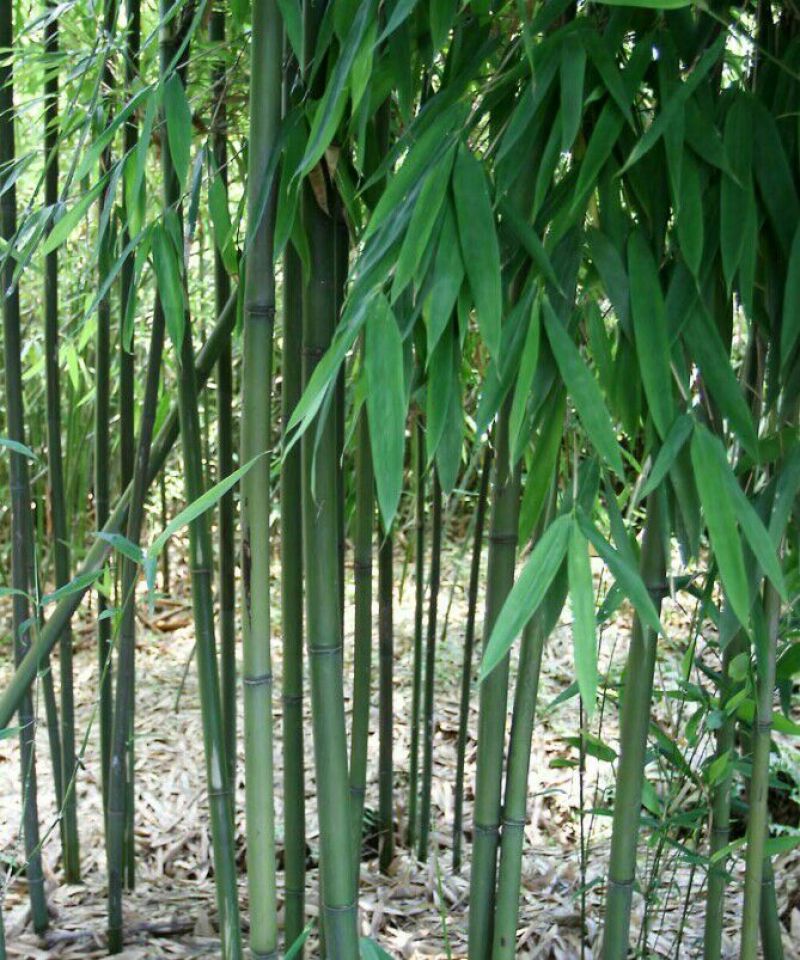苦竹9~10m