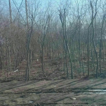 垂柳