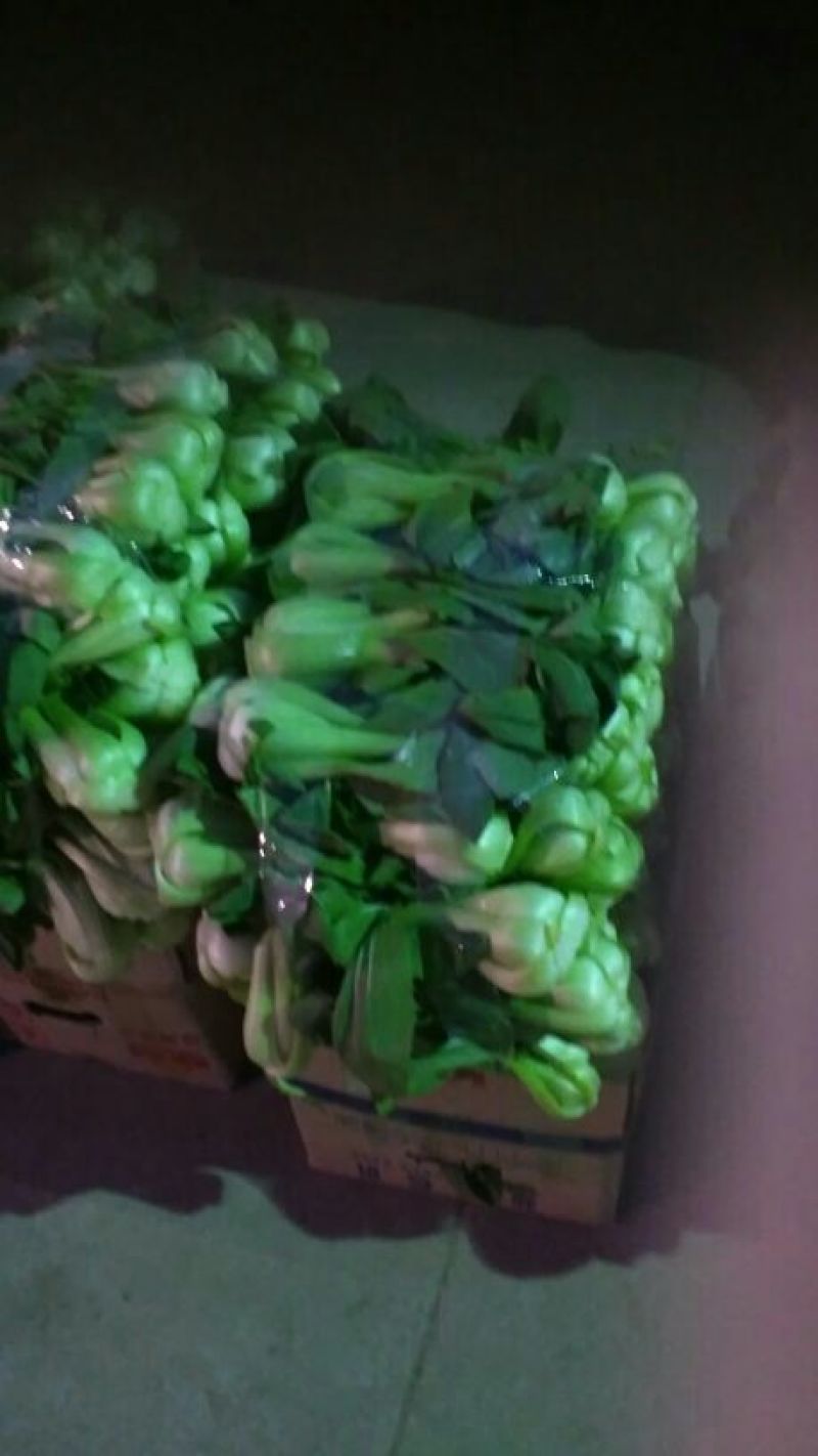 大叶香菜25~30厘米以上