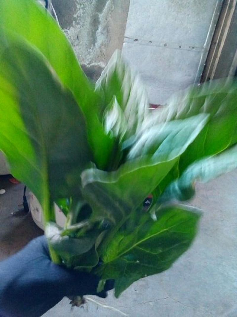 大叶菠菜25~30厘米