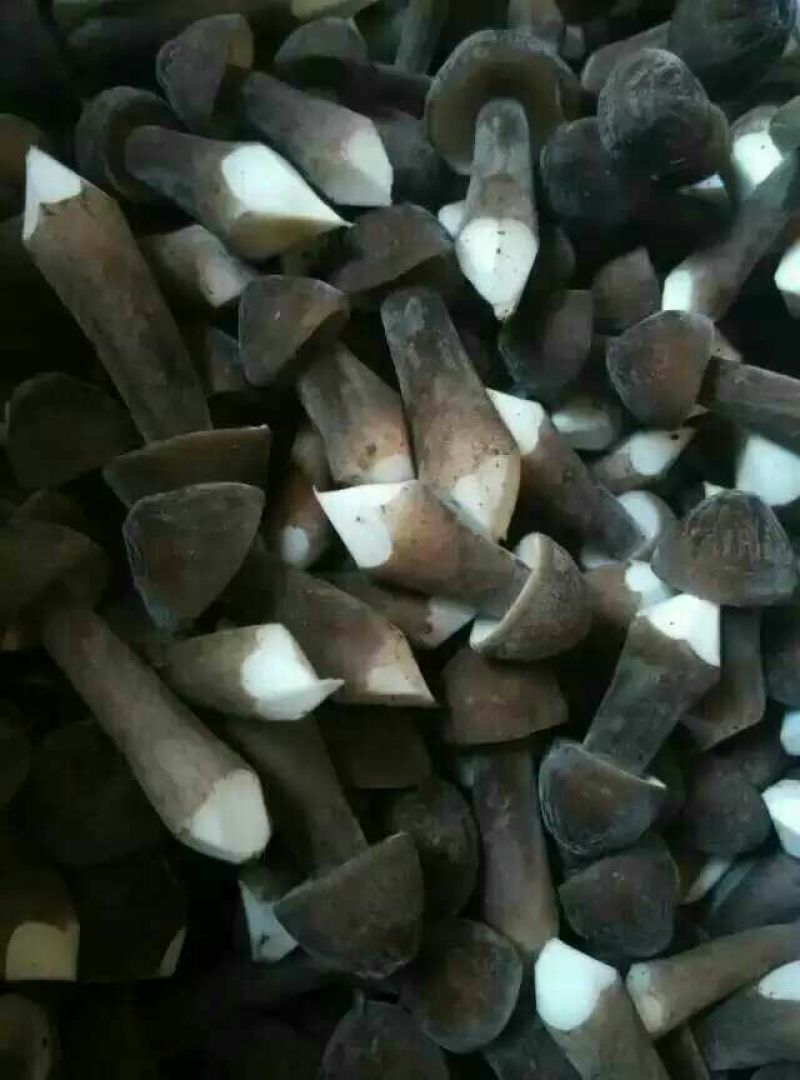 常年供应优质高产新一代黑皮鸡枞菌包