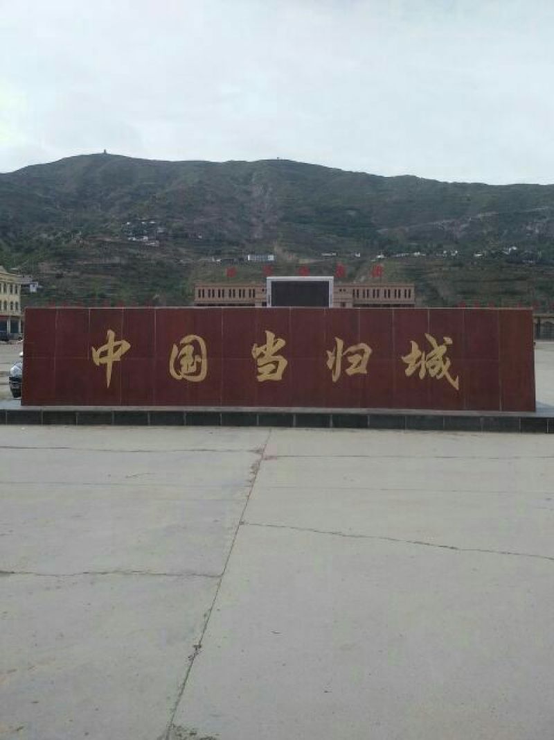 岷当归