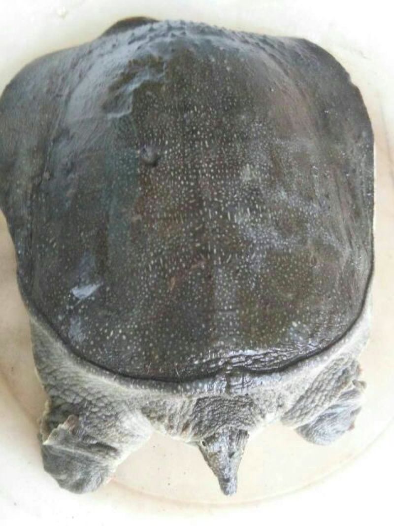 生态甲鱼2.5~3斤