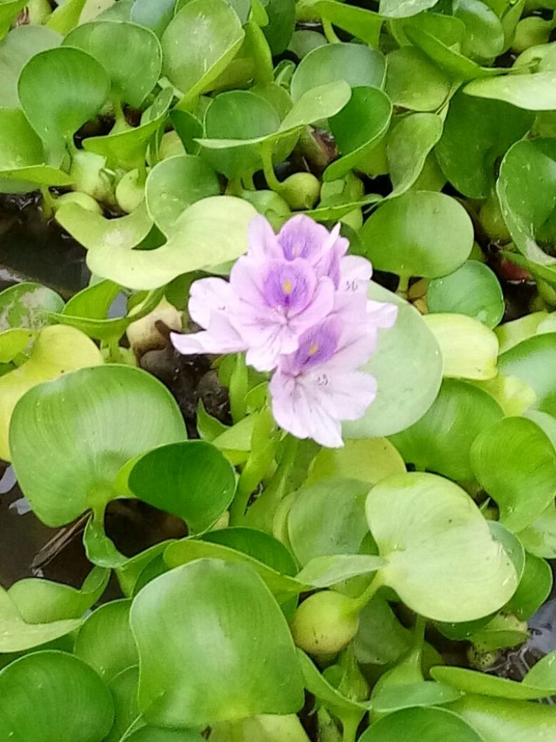 金盏菊