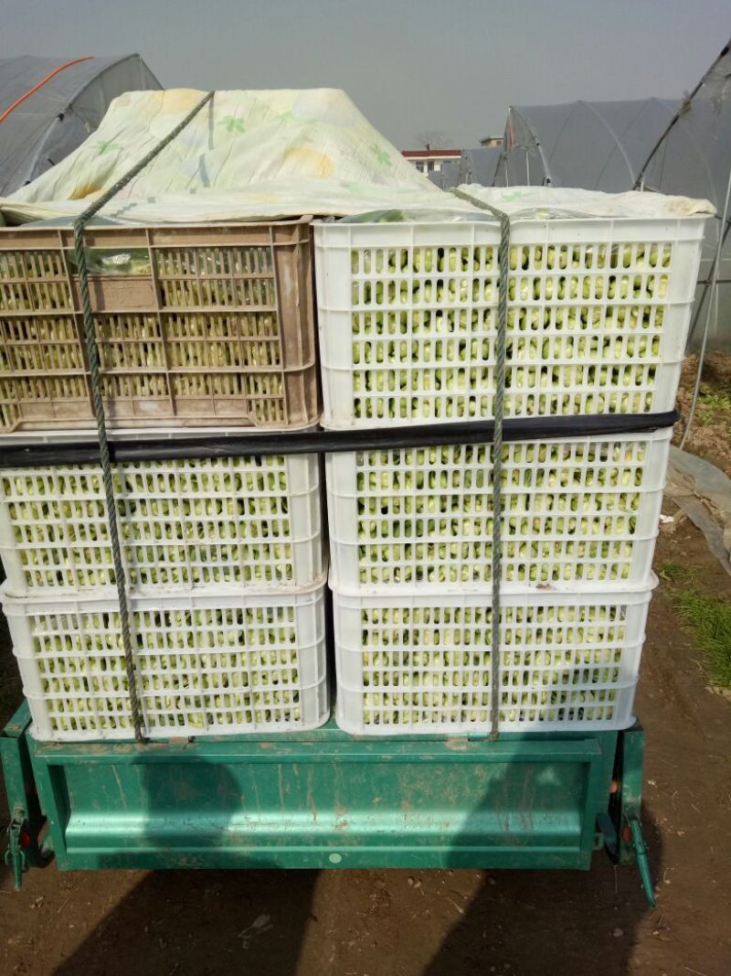 改良金品28