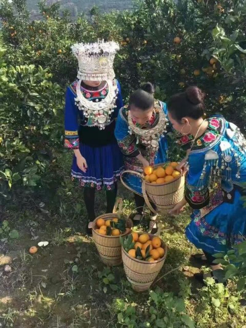 冰糖橙橙