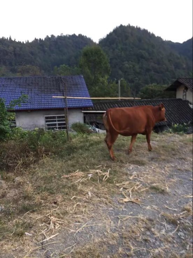 压榨菜籽油