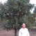 桂花树苗，杆径12公分，河南省潢川宏昌苗圃直销桂花树