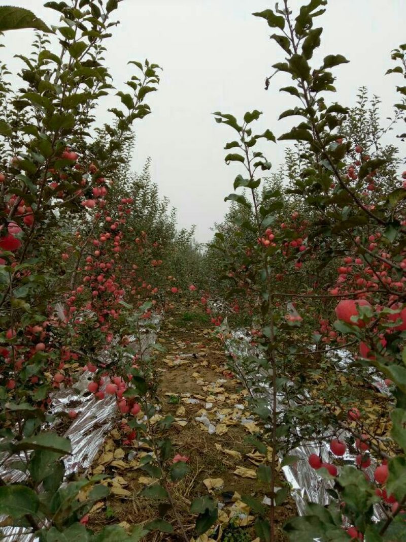 我代办产地富士苹果。