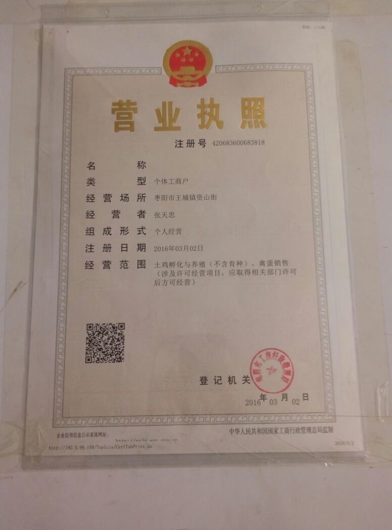 黄羽黄脚高产蛋率粉壳蛋鸡通货