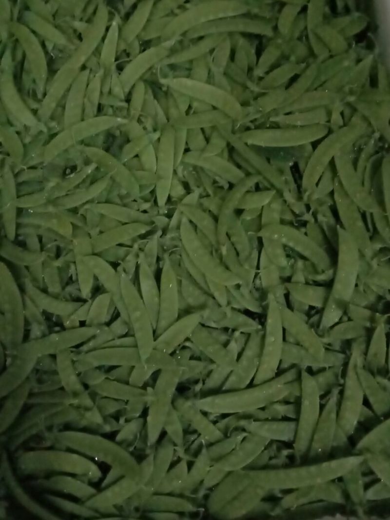 荷兰豆未饱满