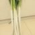 长白大葱40cm以上毛葱3cm左右