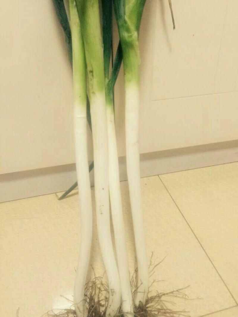 长白大葱40cm以上毛葱3cm左右