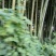 绿竹8~9m