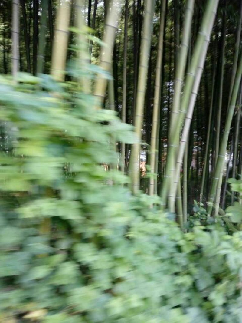 绿竹8~9m
