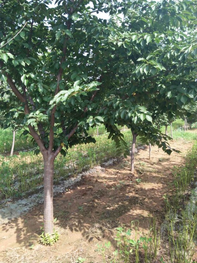 樱花树，树形好，樱花树，树形好