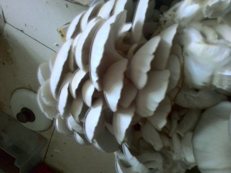 蘑菇一级4cm