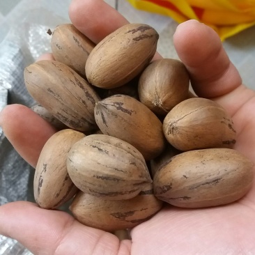 薄皮核桃30mm以上去皮