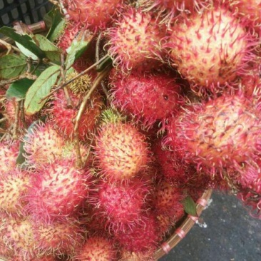 红毛丹200斤起批