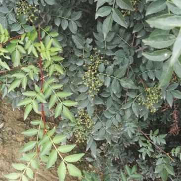 花椒苗大红袍花椒苗，基地直销，包邮包售后