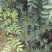 花椒苗大红袍花椒苗，基地直销，包邮包售后