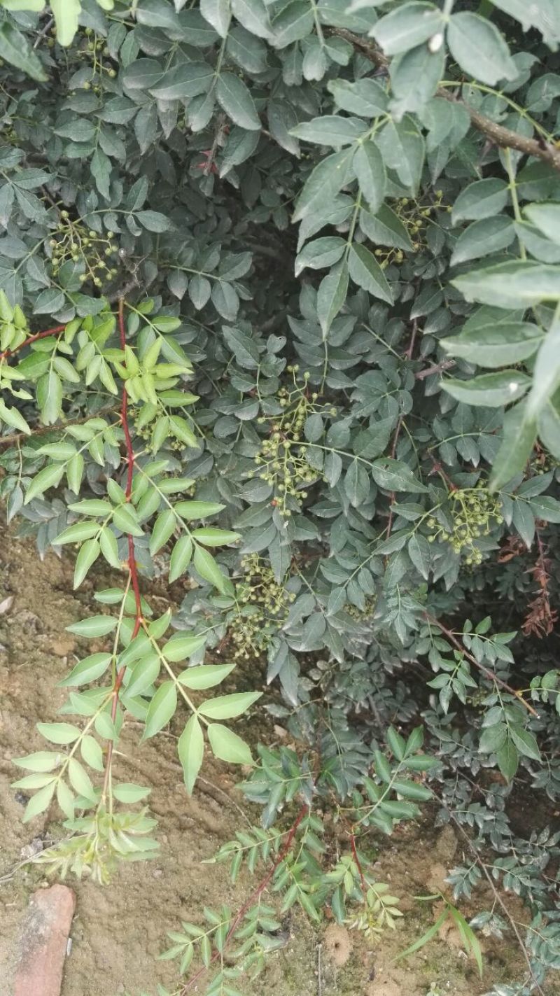 花椒苗大红袍花椒苗，基地直销，包邮包售后
