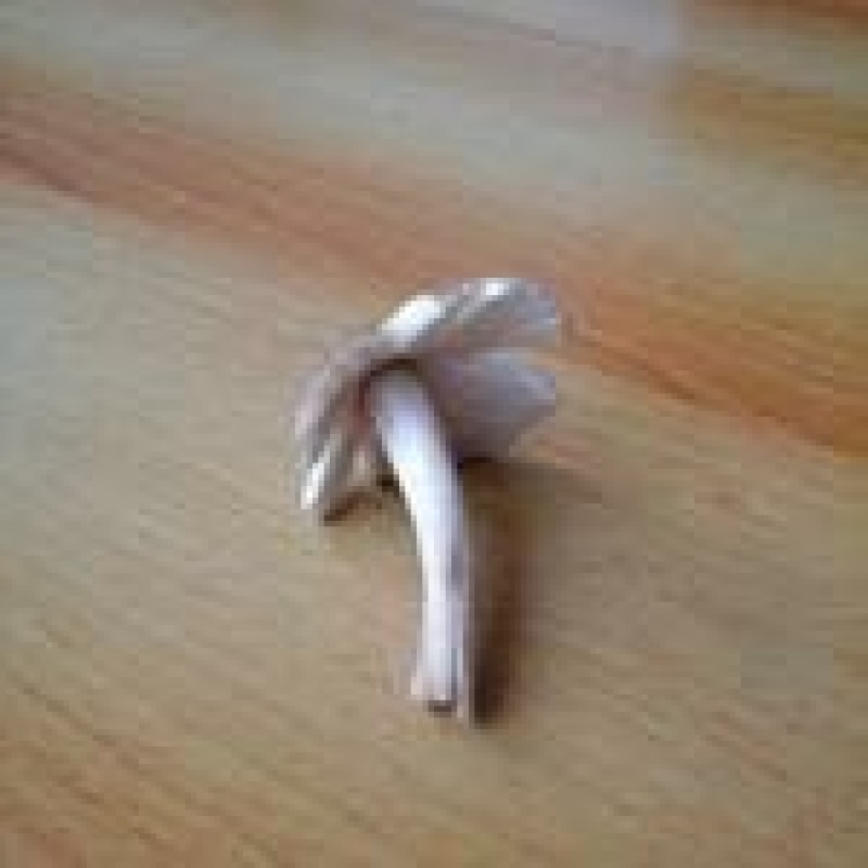 野生菌斗鸡公