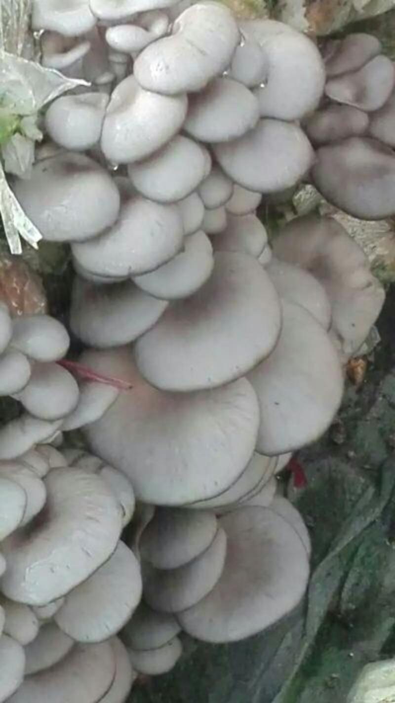 平菇菌种栽培种