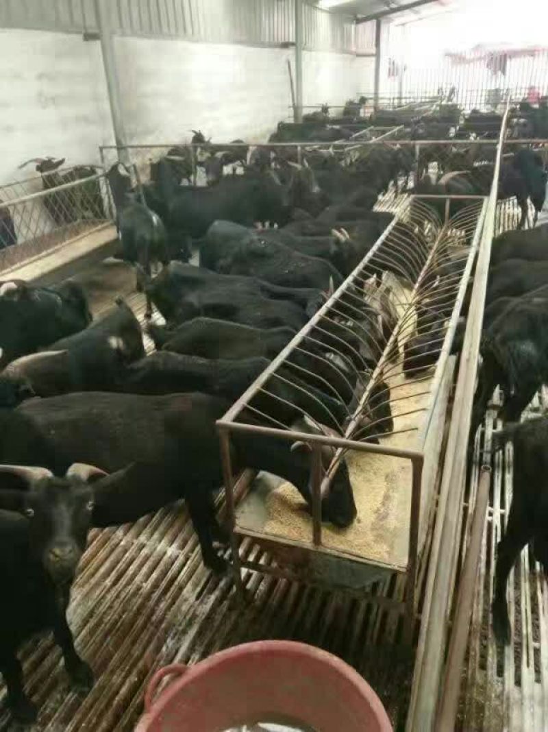 肉牛200~300斤