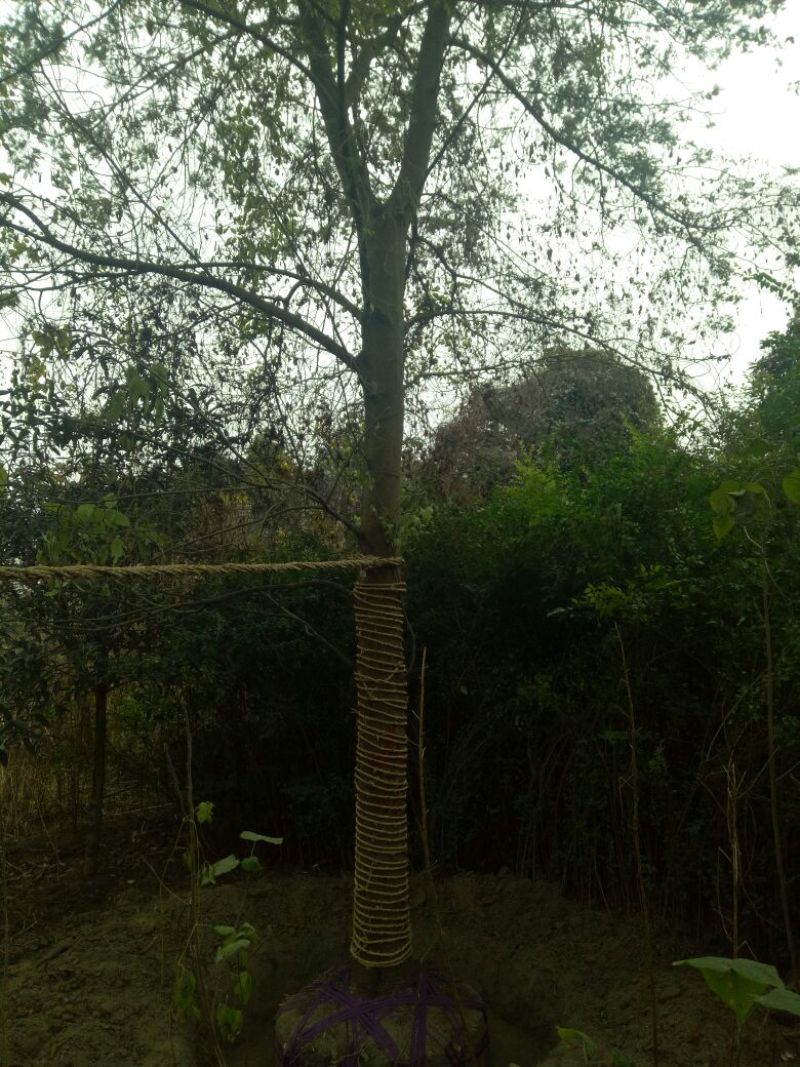 合欢18~20cm