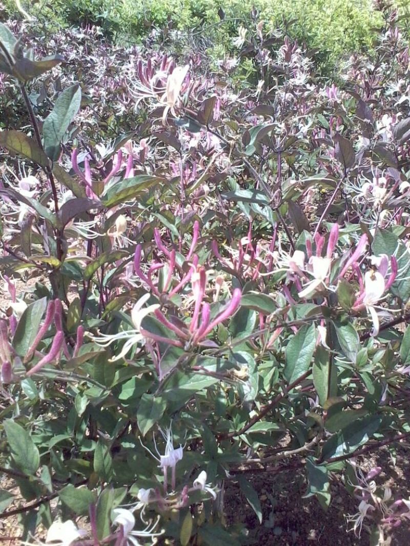 金银花苗