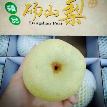 砀山梨