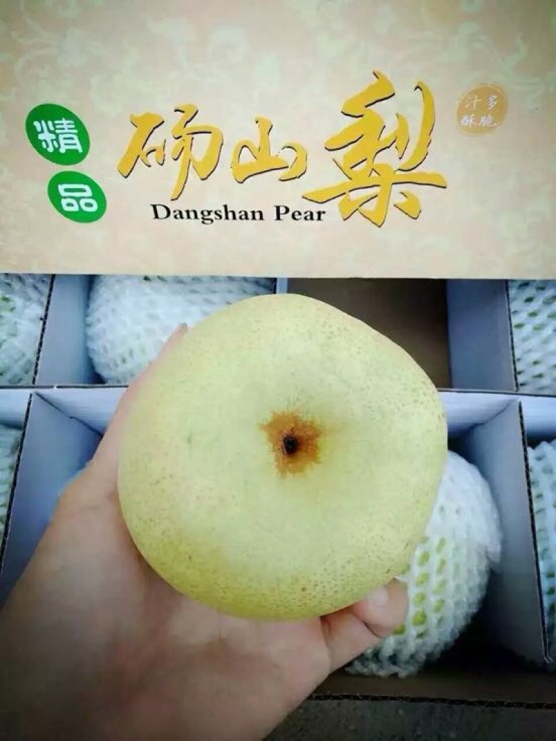 砀山梨