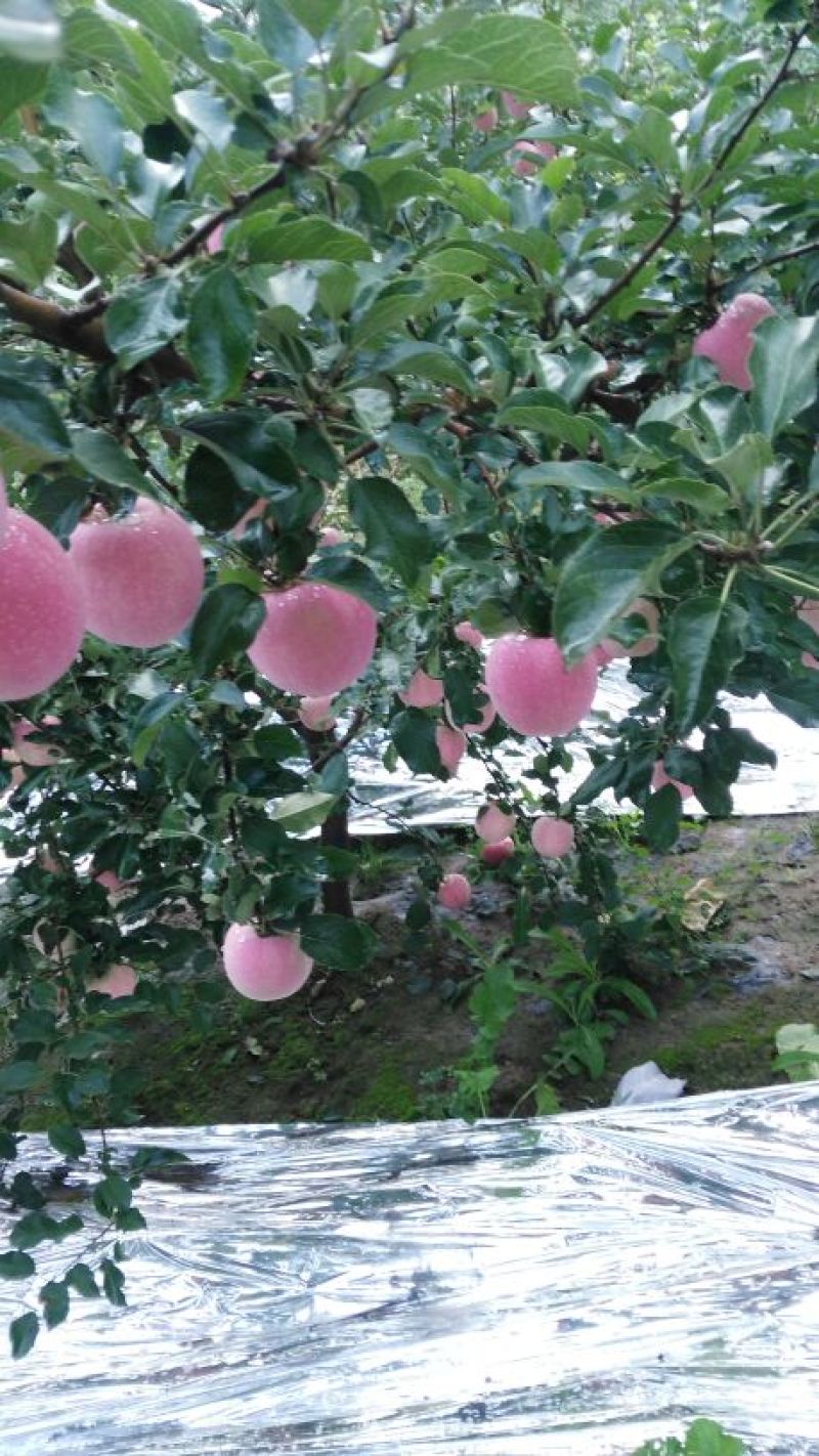 红富士苹果纸袋，冰雹果