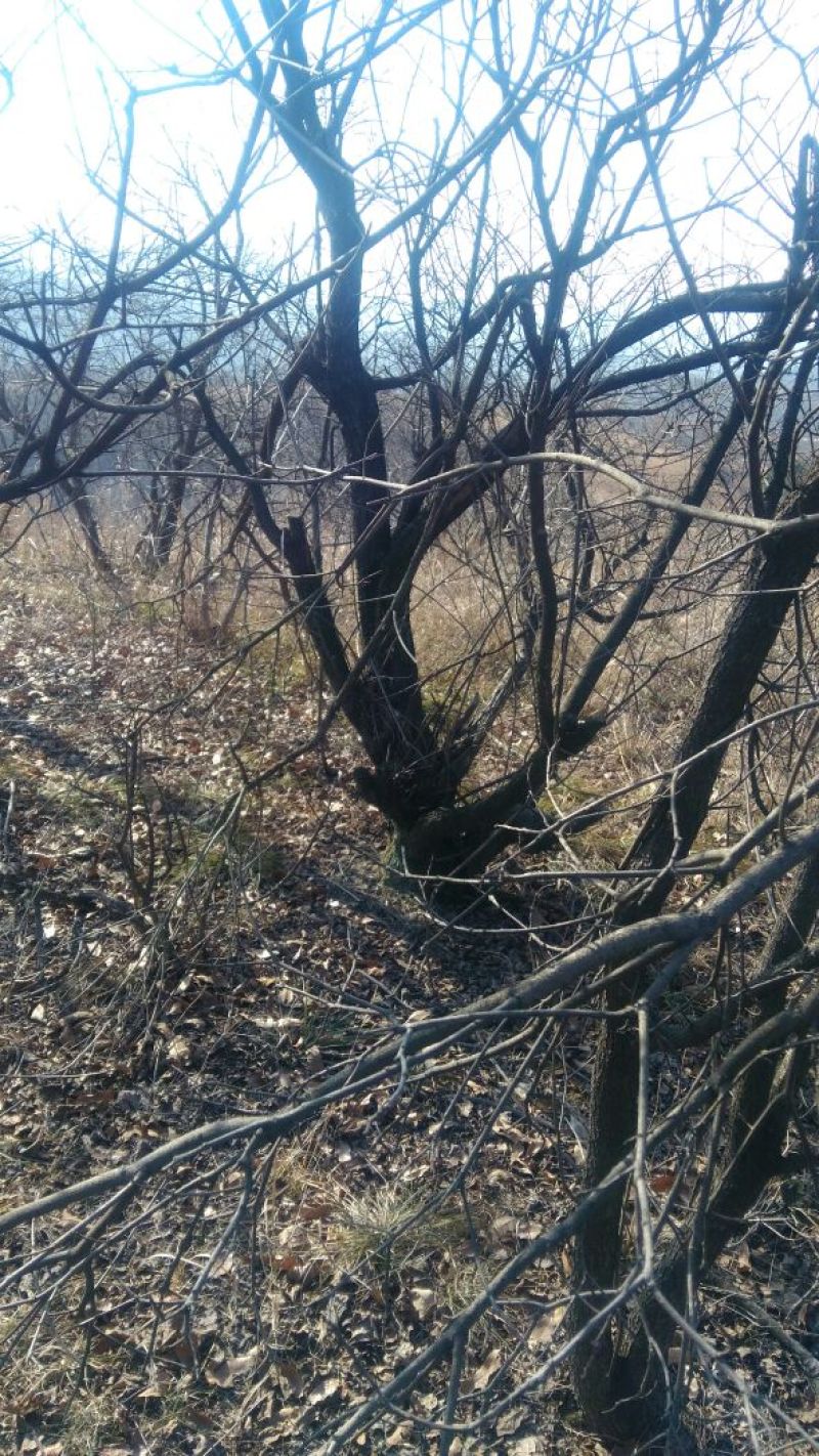 黄栌6~8cm3~3.5m