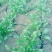 大叶菠菜20~25厘米