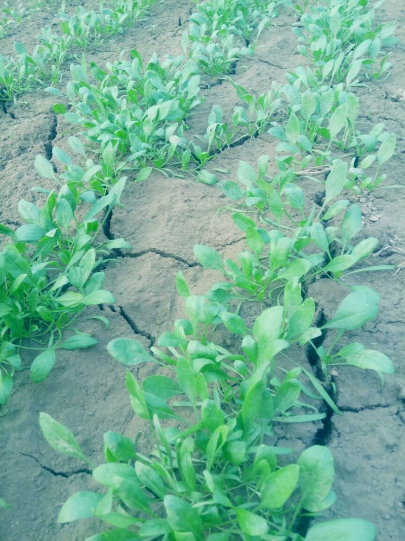 大叶菠菜20~25厘米