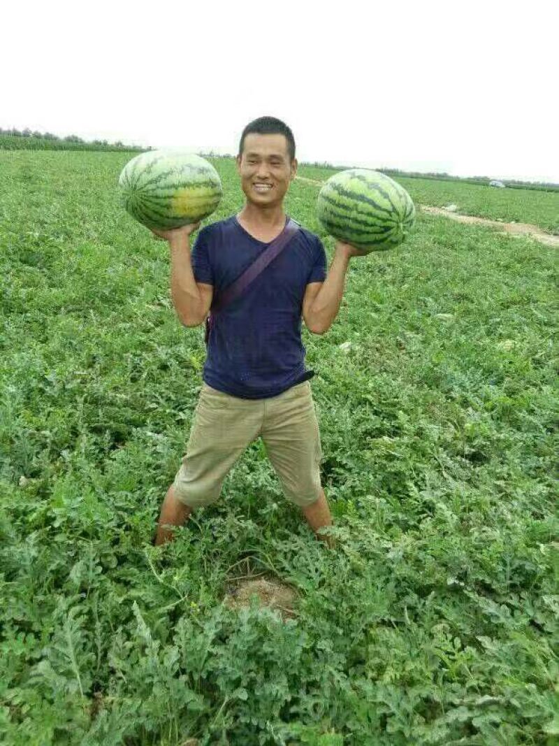 安农二号西瓜