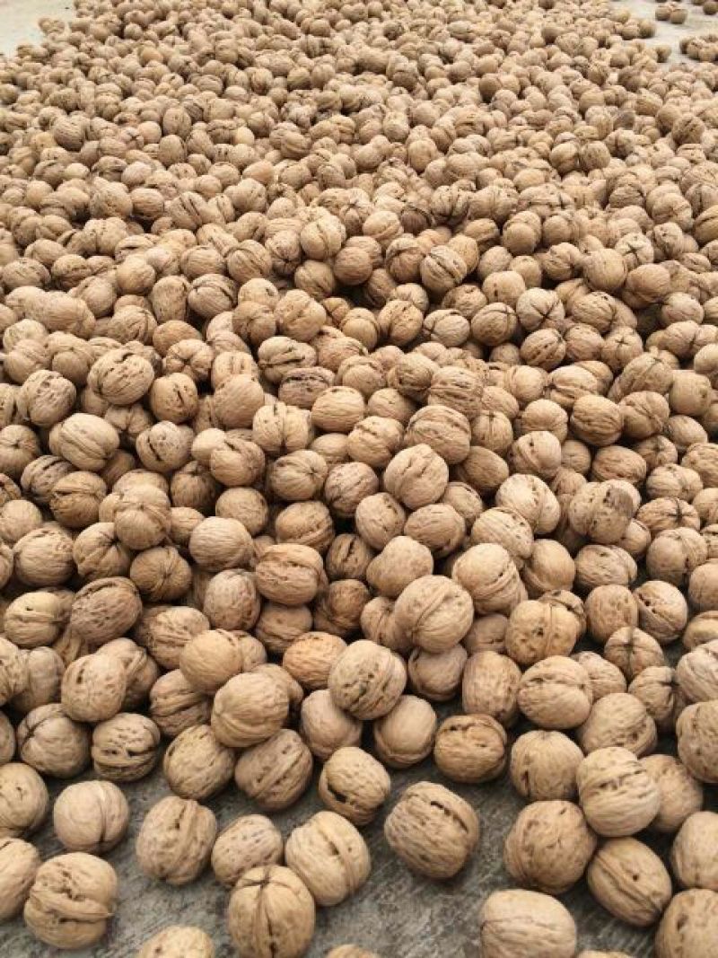 薄皮核桃去皮干