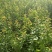 【荐】荷兰香蜜杏两年苗原产地直供品种保证包活当年结果