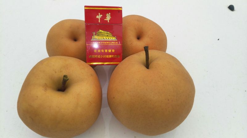 晚秋黄梨450~500g膜袋