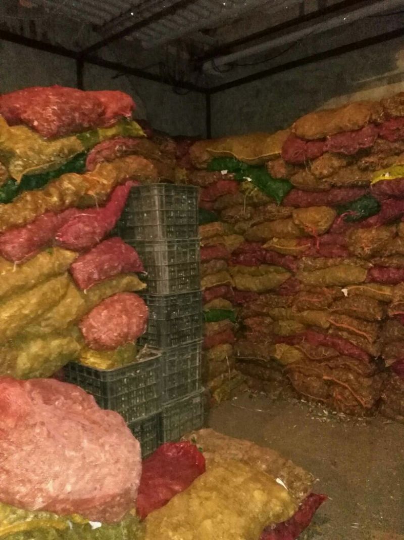 野生菌一级